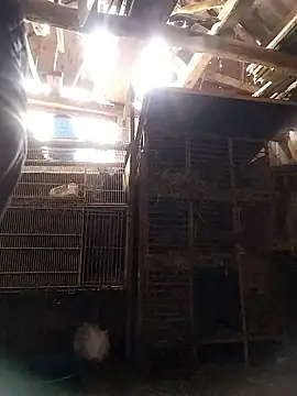 sarpe4 online show from January 10, 8:16 am