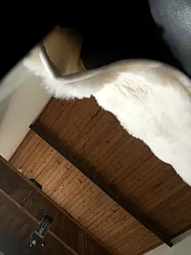 Snapshot of odbodu chatting on November 22, 8:52 pm odbodu online show from November 22, 8:52 pm