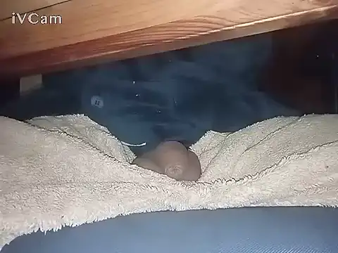 Snapshot of Bigdick666cm chatting on March 6, 3:13 am Bigdick666cm online show from March 6, 3:13 am