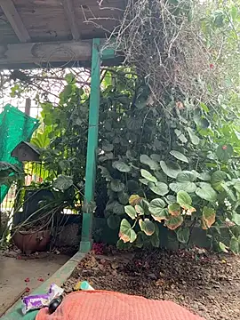 sofy alone online show from February 2, 11:53 am