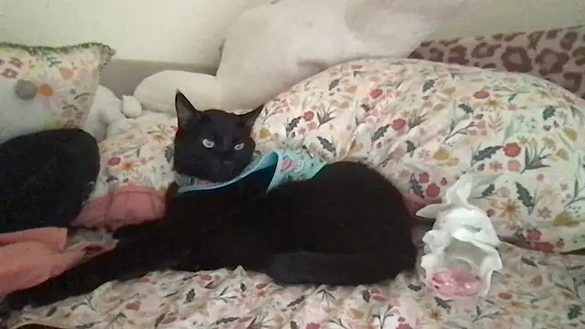 Snapshot of HYPHYtype chatting on September 9, 10:31 pm HYPHYtype online show from September 9, 10:31 pm