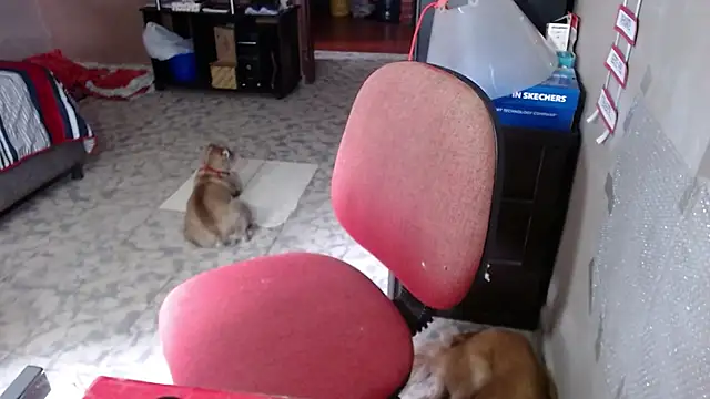 Barbiegomez online show from March 24, 6:02 pm