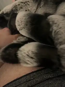 Snapshot of Furdale chatting on December 2, 4:20 pm Furdale online show from December 2, 4:20 pm