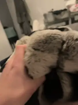 Snapshot of Furdale chatting on December 16, 5:11 pm Furdale online show from December 16, 5:11 pm