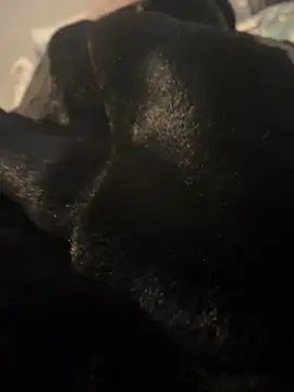 Furdale online show from December 20, 3:10 pm