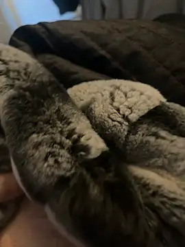 Furdale online show from January 2, 12:35 pm