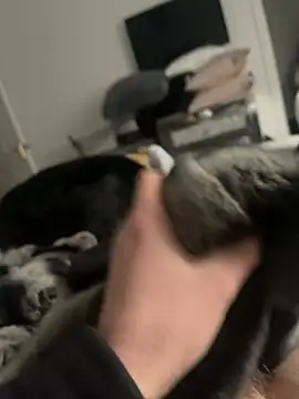 Snapshot of Furdale chatting on February 16, 2:32 pm Furdale online show from February 16, 2:32 pm