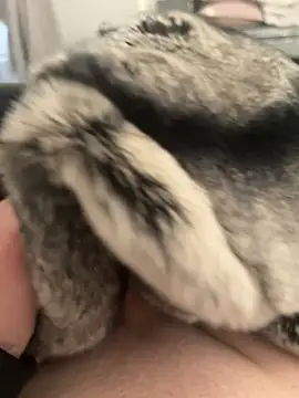 Snapshot of Furdale chatting on February 24, 4:26 pm Furdale online show from February 24, 4:26 pm