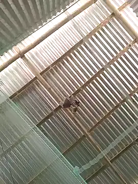 Snapshot of Gautambaro chatting on February 13, 7:37 am Gautambaro online show from February 13, 7:37 am