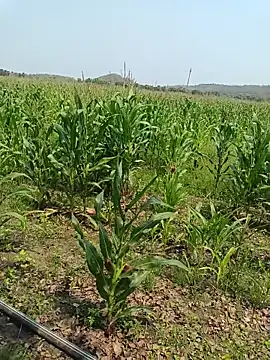 kummuduabbai online show from March 27, 5:35 am