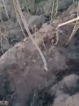 Sinewsex pussylove online show from March 25, 12:38 am