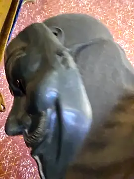 SugarNdBrownie online show from February 8, 9:29 pm