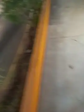 sagrado 1989 online show from February 8, 1:31 am