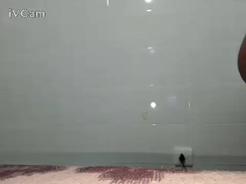 Snapshot of Stormward chatting on February 24, 6:15 pm Stormward online show from February 24, 6:15 pm