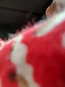 Snapshot of Kolkata___Boy chatting on November 16, 5:46 am Kolkata Boy online show from November 16, 5:46 am